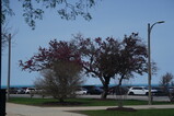 DSC00805.JPG.small.jpeg