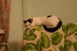 img382.jpeg.small.jpeg